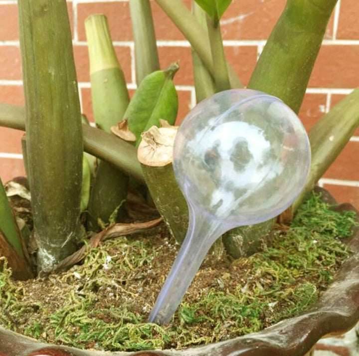 Plant Watering Bulbs